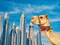 Emiratos Arabes Unidos - Campamentos Internacionales